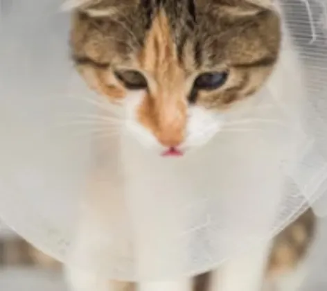 Cat Wearing a Cone